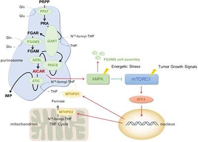 Purinosomes involved in the regulation of tumor metabolism: current progress and potential application targets